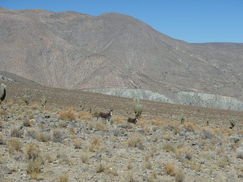 Donkeys and/or Buros on an open range.